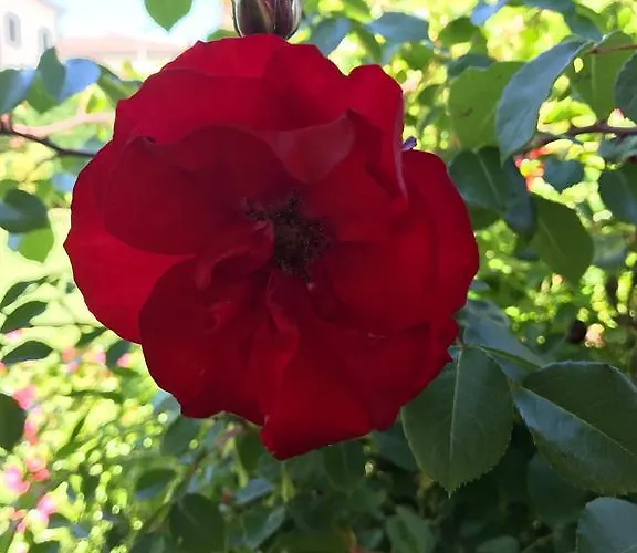 호텔 Della Roccia 바라노 데 멜레가리