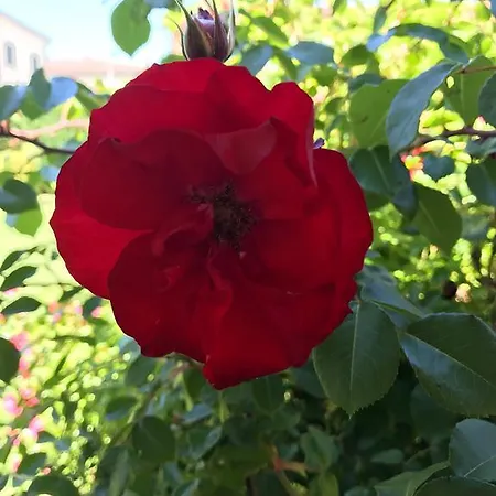 מלון Della Roccia Varano deʼ Melegari